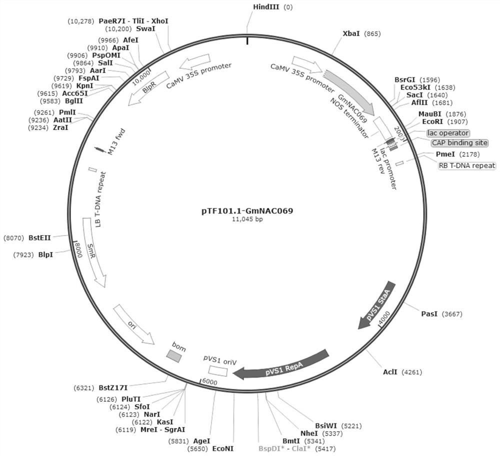 Aluminum-resistant related gene GmNAC069 and encoding protein and application thereof