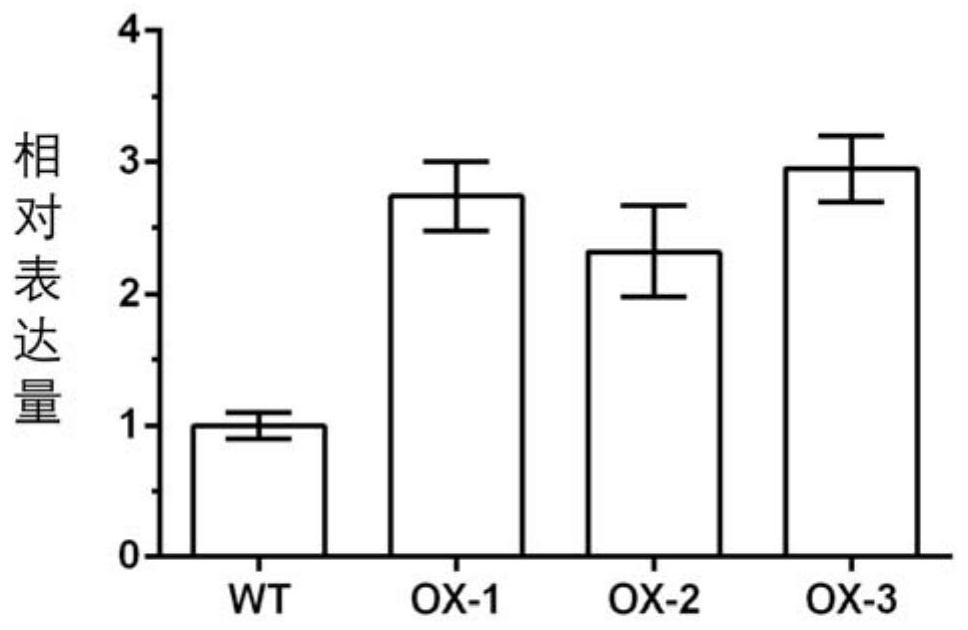 Aluminum-resistant related gene GmNAC069 and encoding protein and application thereof