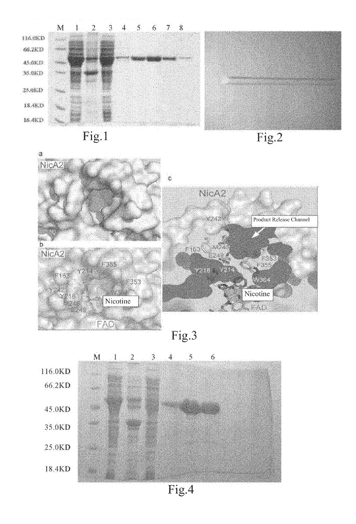 Enzyme and application thereof