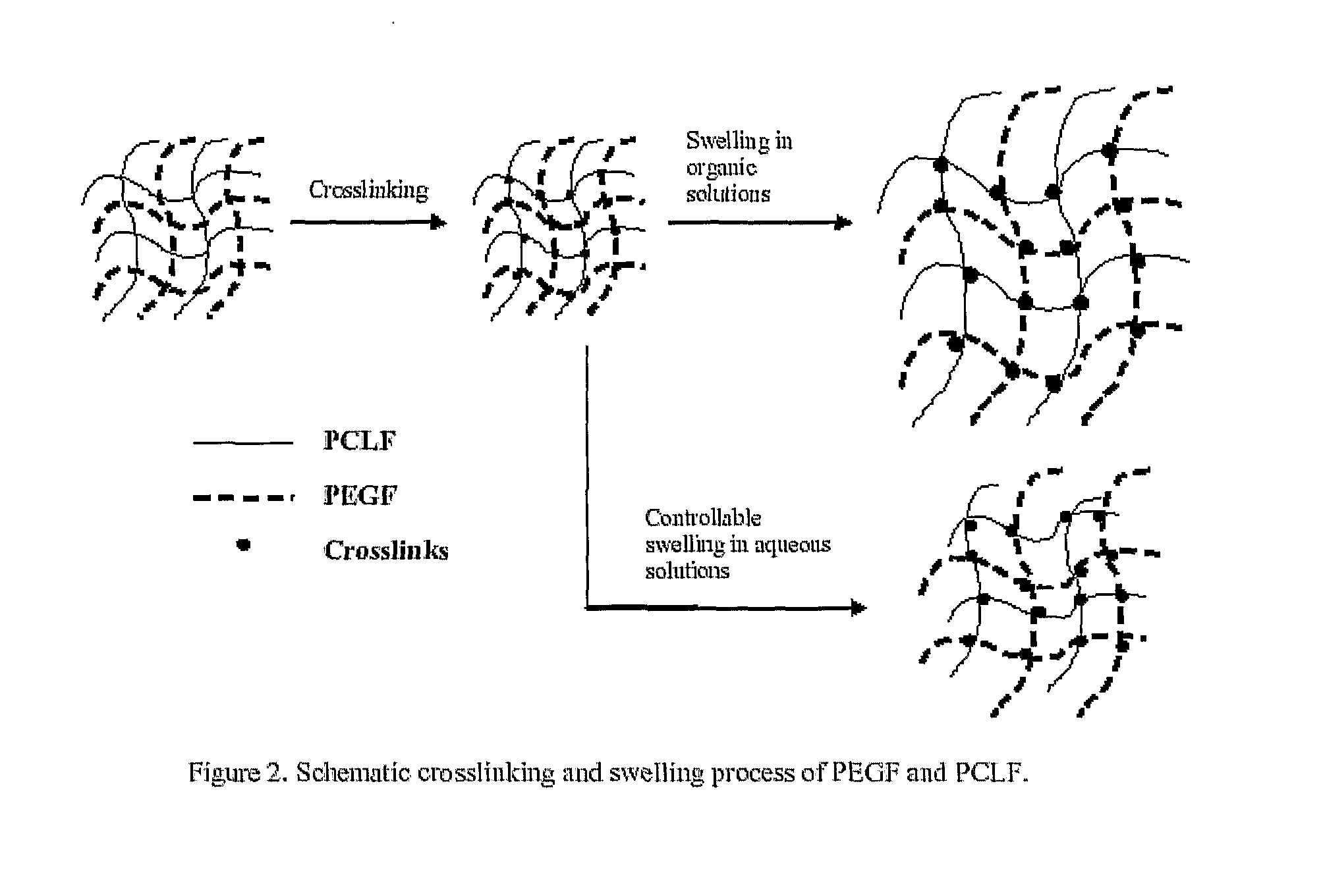 Hydrophilic/Hydrophobic Polymer Networks Based on Poly(Caprolactone Fumarate), Poly(Ethylene Glycol Fumarate), and Copolymers Thereof