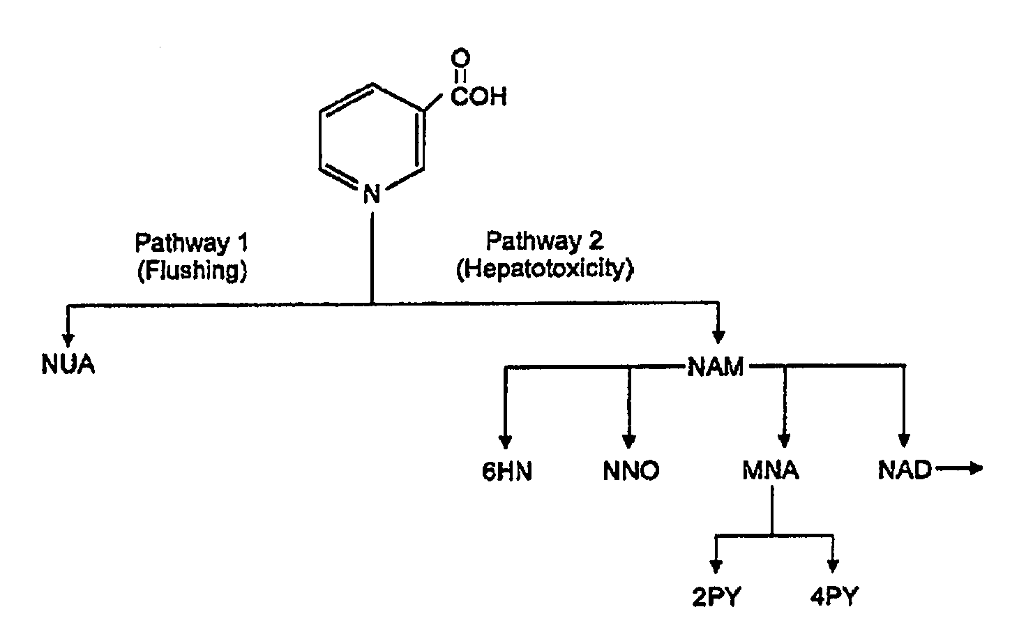 Methods For Treating Hyperlipidemia with Intermediate Release Nicotinic Acid Compositions Having Unique Biopharmaceutical Characteristics