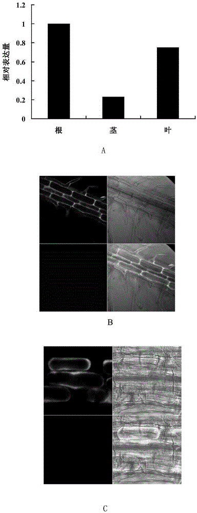 Cotton protein tyrosine phosphatase GhPTP1 as well as encoding gene and application thereof