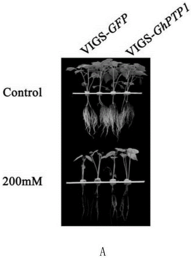 Cotton protein tyrosine phosphatase GhPTP1 as well as encoding gene and application thereof