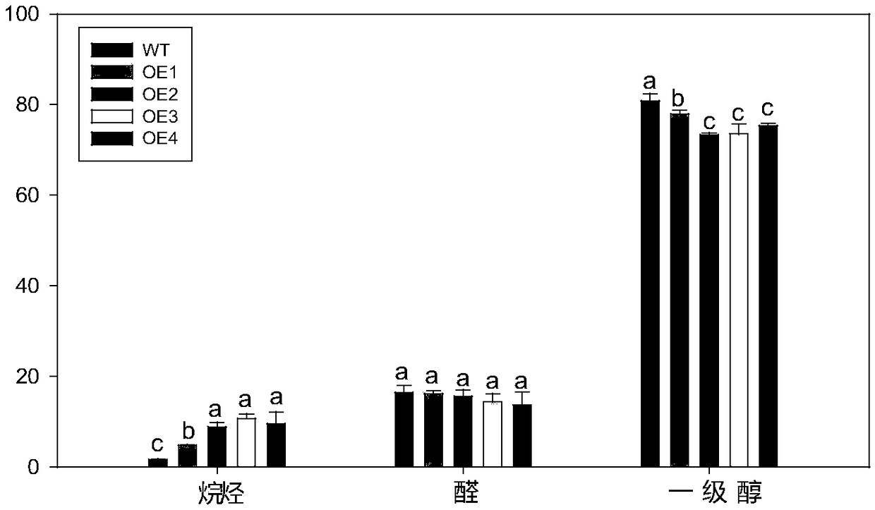 PpCER1-2 gene, vector and application of PpCER1-2 gene in improvement of drought resistance of gramineous plants