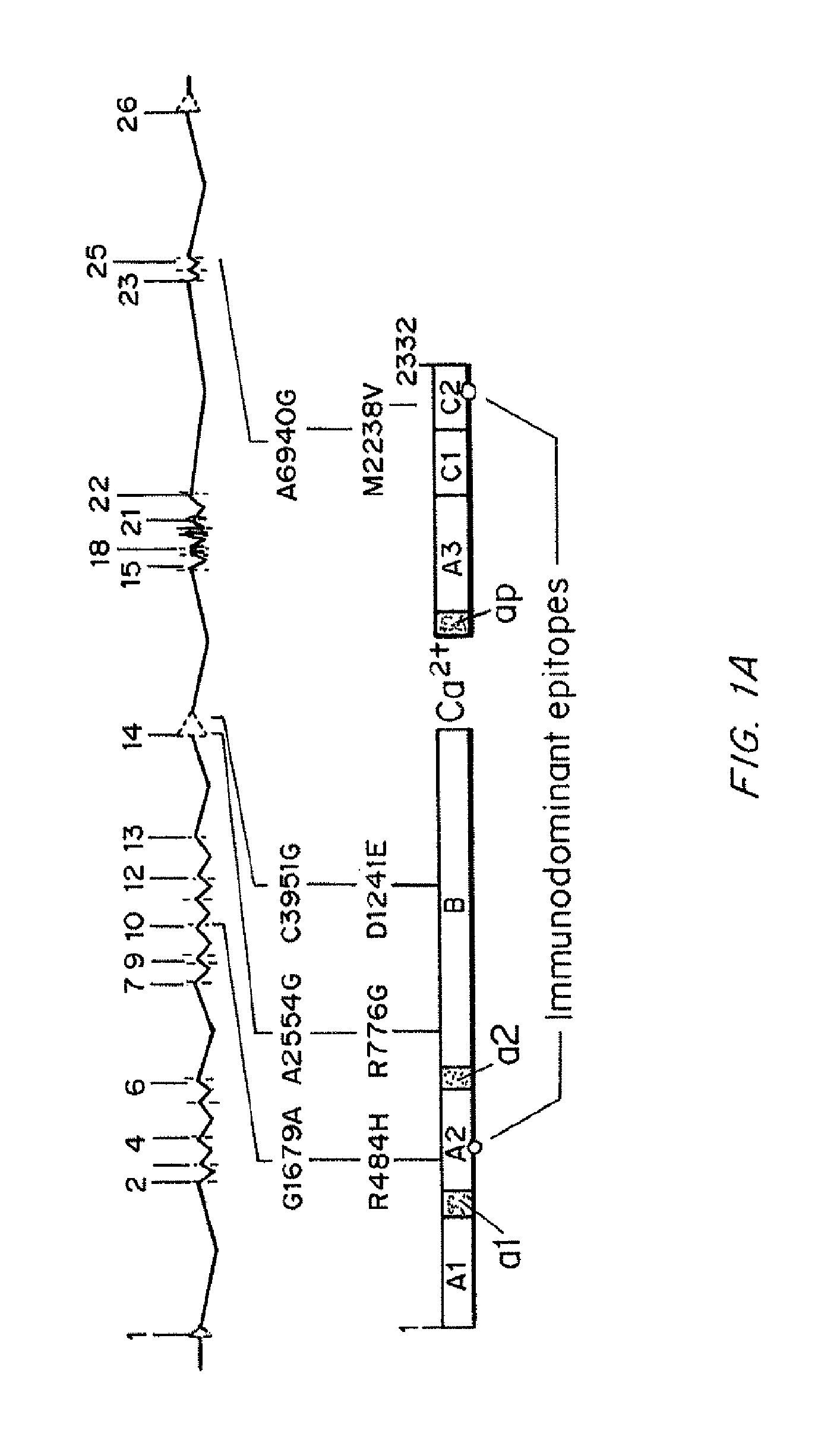 Compositions and methods of treatment of black hemophiliac patients
