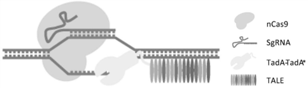 Single-base editing tool TaC9-ABE and application thereof