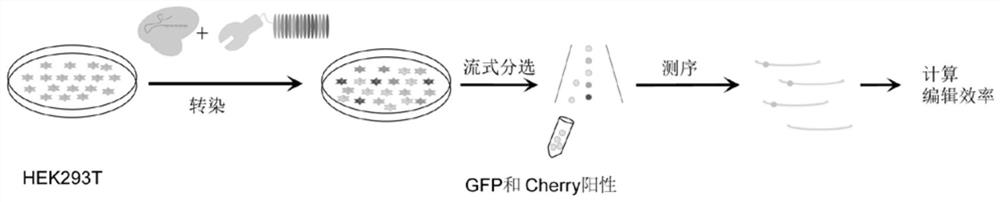 Single-base editing tool TaC9-ABE and application thereof