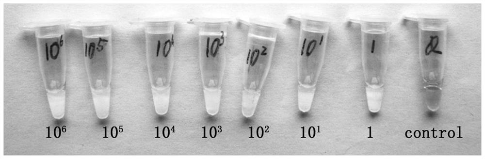 Lamp primer set, kit and rapid detection method for detecting Enterobacter aerogenes