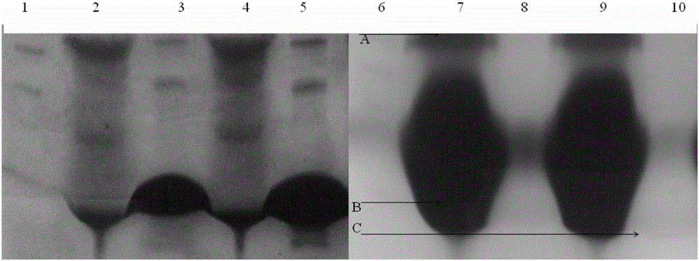 Pegylation modification of staphylokinase epitope and application