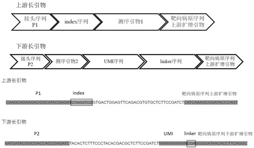 Multi-amplification and high-throughput sequencing method and kit for identifying pathogenic microorganisms