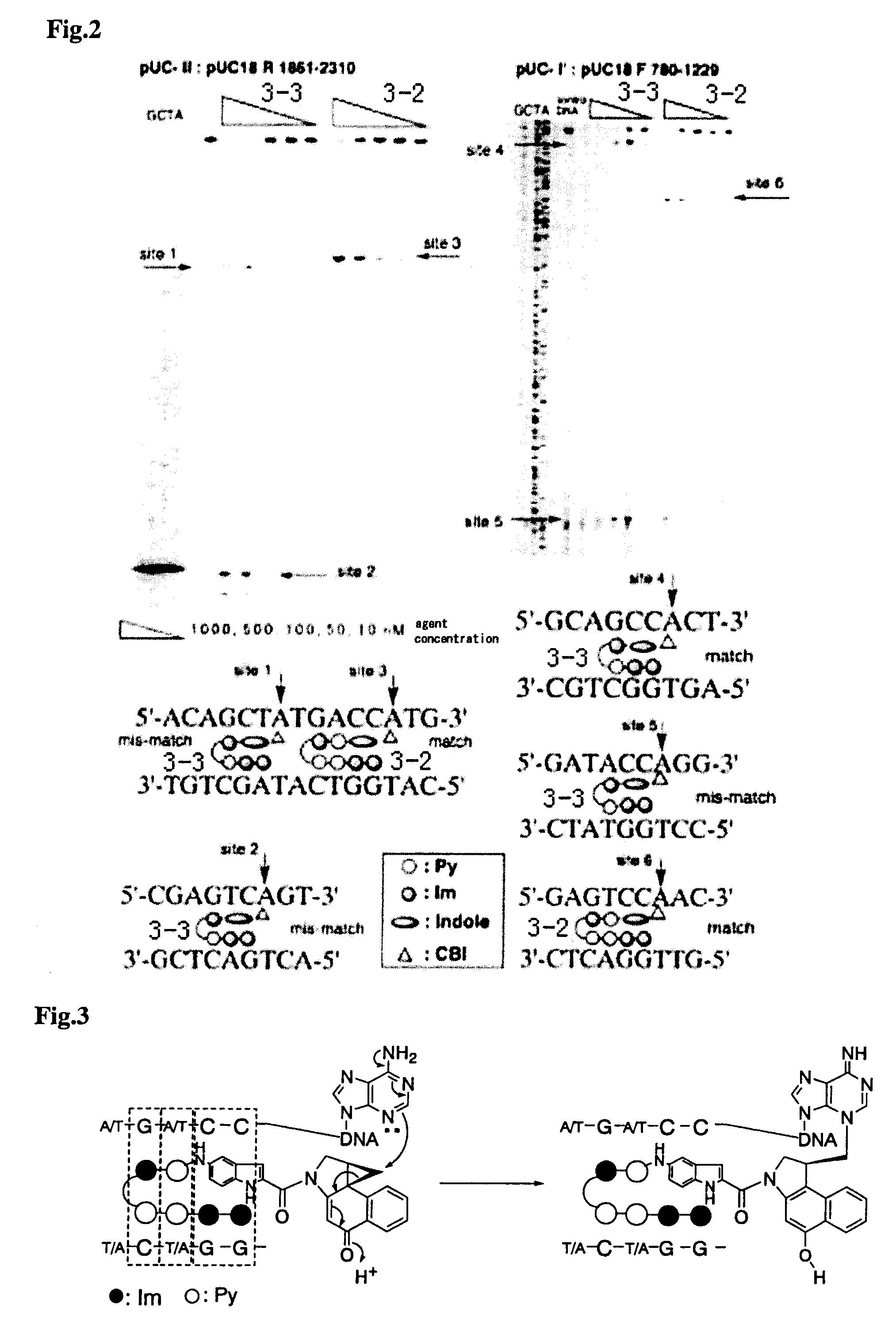 Novel indole derivative for alkylating specific base sequence of dna and alkylating agent and drug containing the derivative