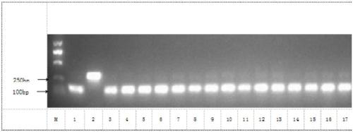 PCR primers and kit for screen of cabbage recessive nuclear gene male sterility, and application thereof