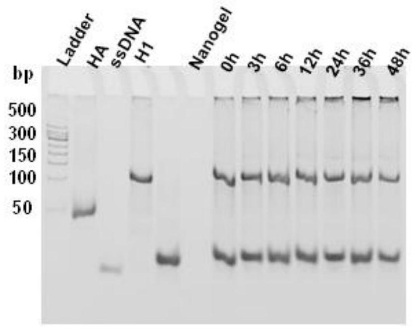 Hybrid nucleic acid drug carrier of dna and polymer and its preparation method and application