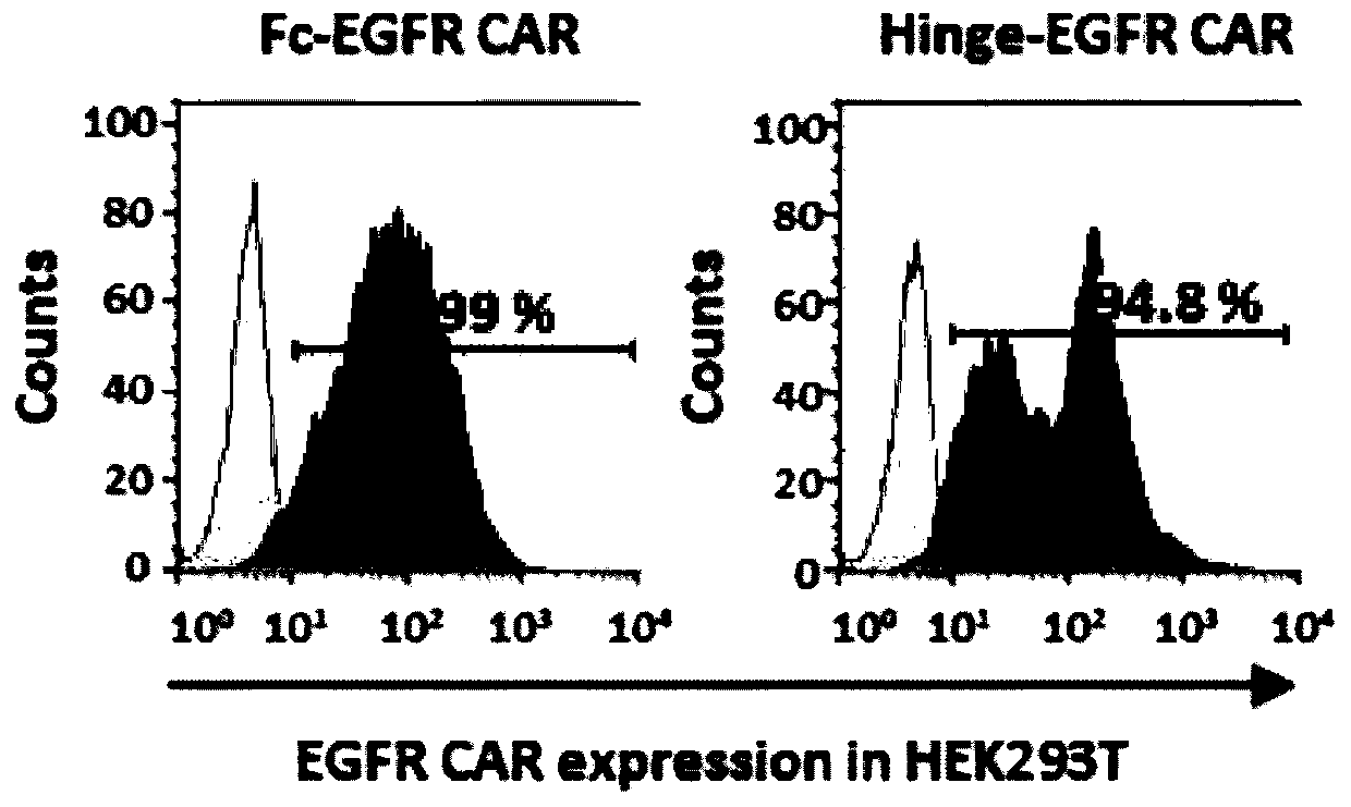 EGFR (epidermal growth factor receptor)-specific chimeric antigen receptor and application thereof