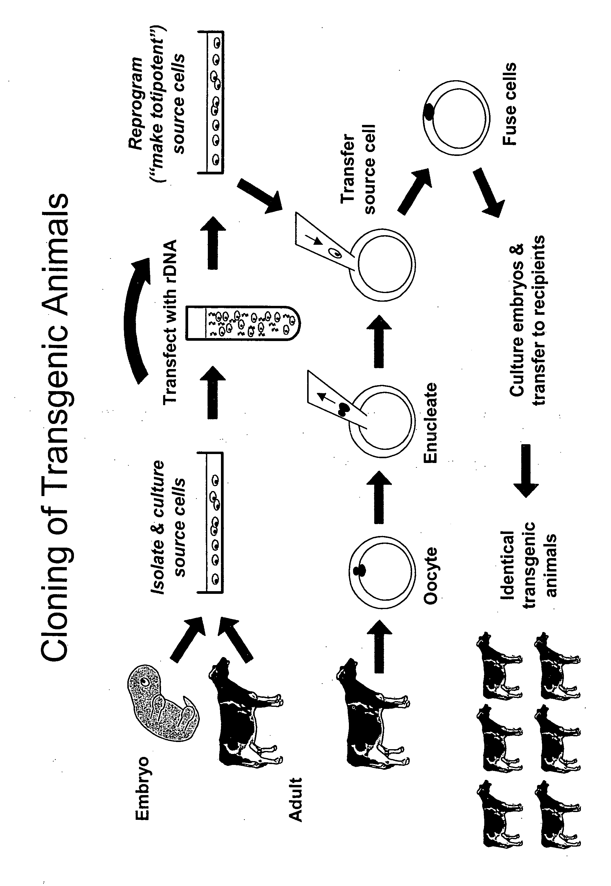 Method and system for fusion and activation following nuclear transfer in reconstructed embryos
