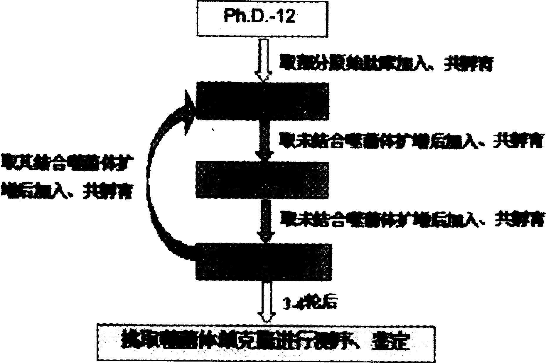 Screening method for human gastric cancer drug-resistant cell specific combination and drug-resistant reverse short peptide and sequence