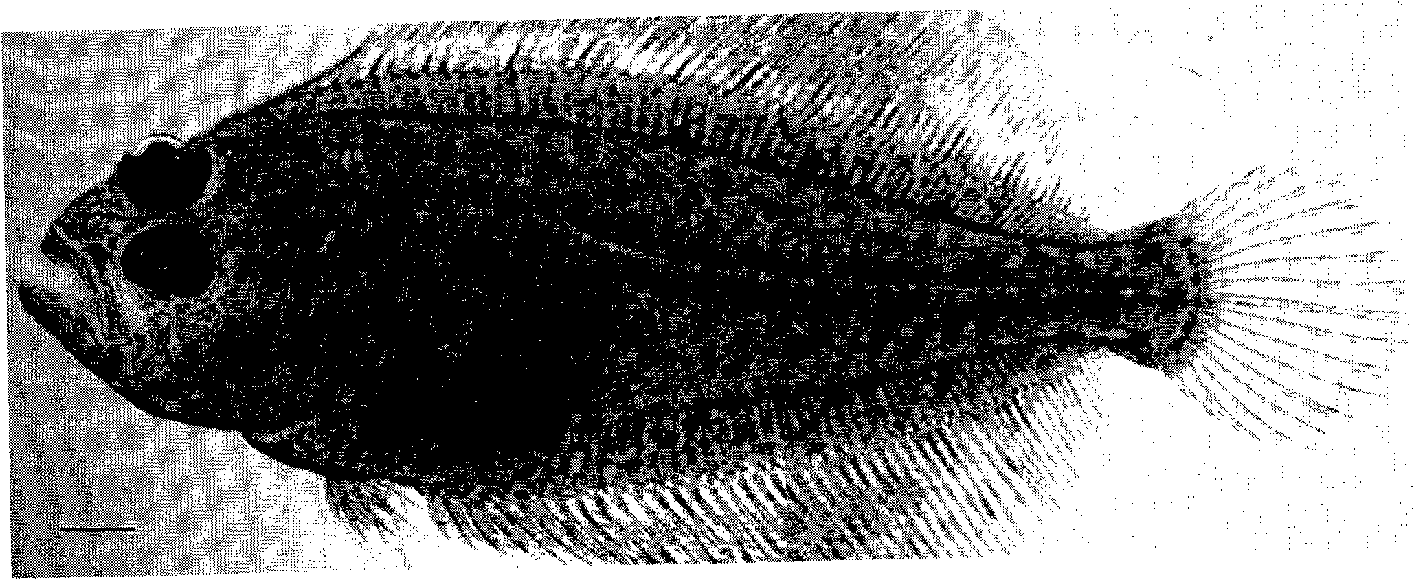 Method for inhibiting movement of flounder eyes