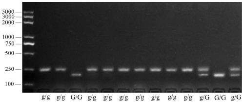 Molecular marker for breeding bright-peel tomato varieties and application of molecular marker
