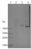 BmCP274 promoter of bombyx mori cuticular protein, recombinant expression vector and application of the promoter