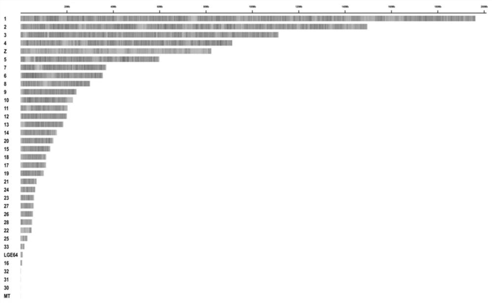 Screening method and application of Henan gamecock genome SNP molecular markers
