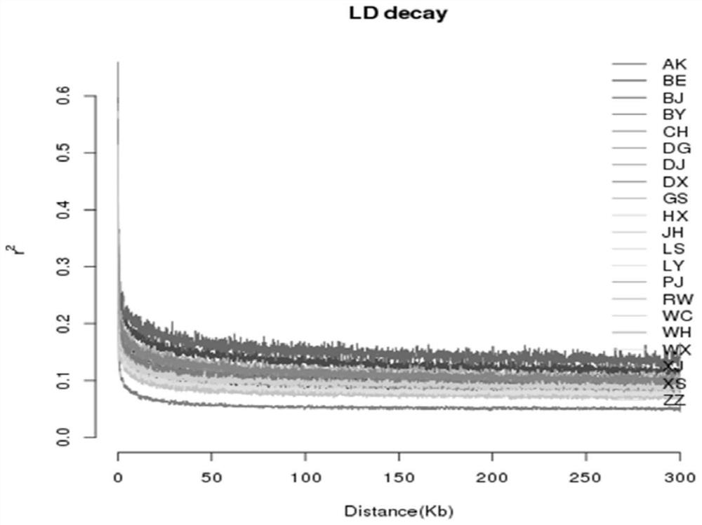 Screening method and application of Henan gamecock genome SNP molecular markers