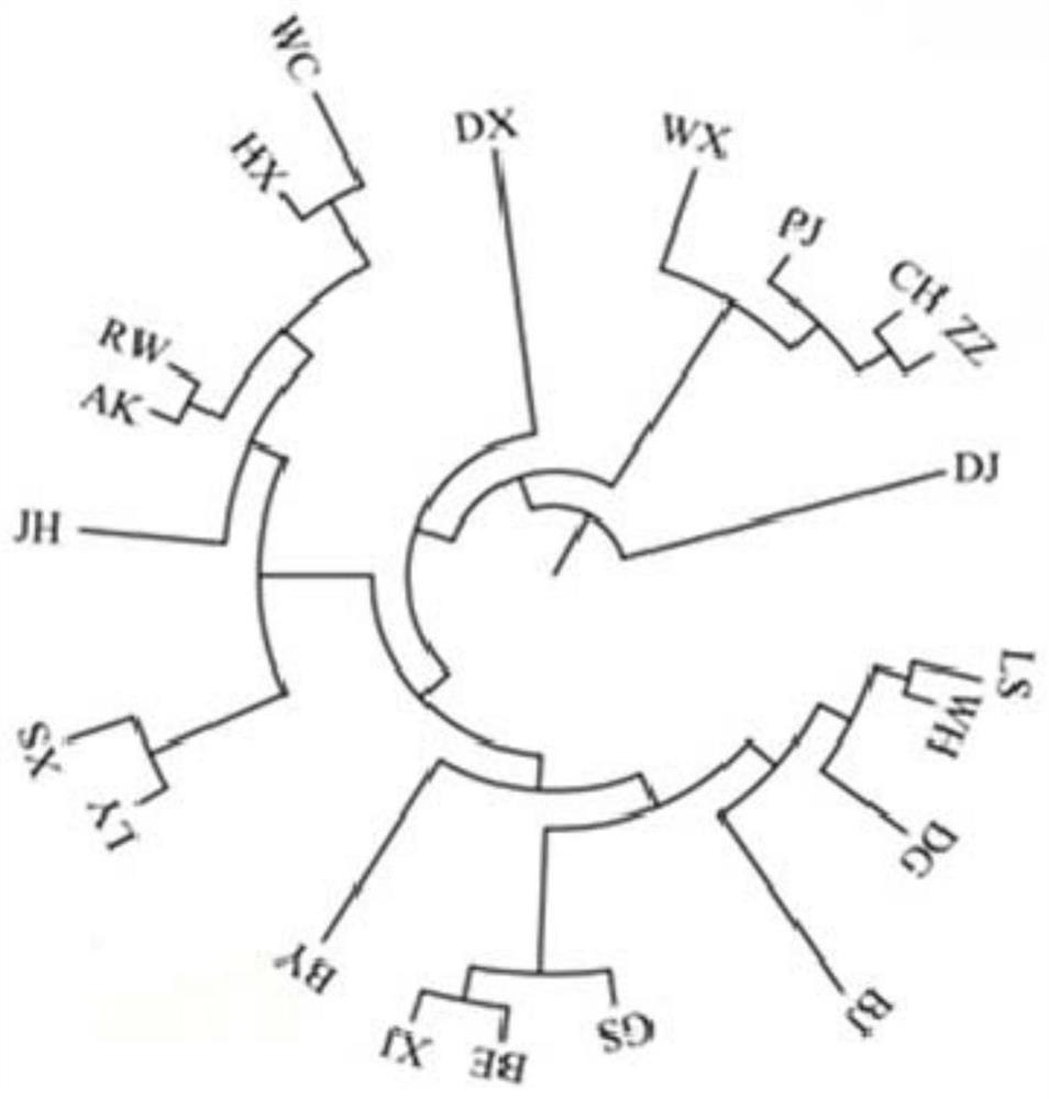 Screening method and application of Henan gamecock genome SNP molecular markers