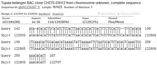 Tupaia belangeri MHC-DRB1*1101 gene sequence and application thereof