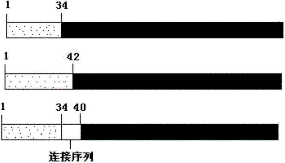 Human parathyrine PTH (1-34) fusion protein and use thereof