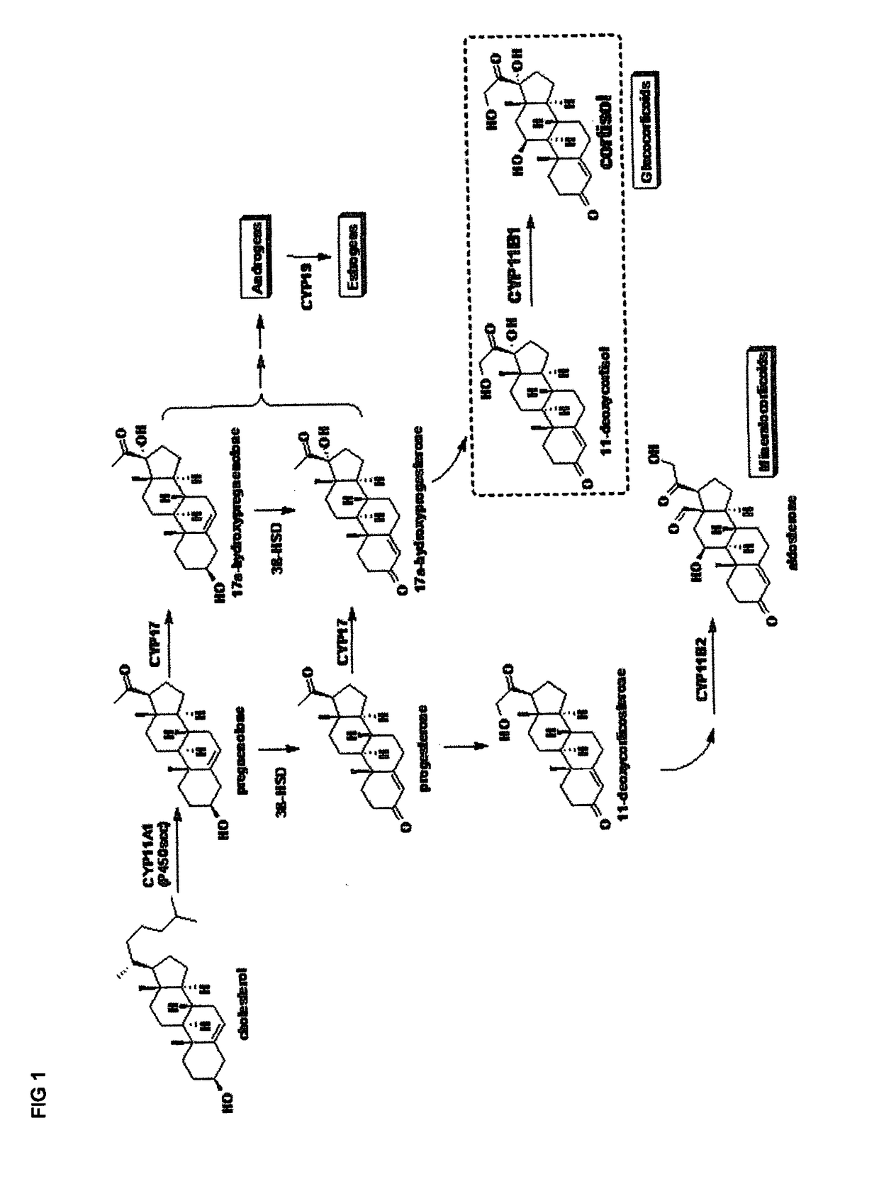 A plant extract and compounds for use in wound healing