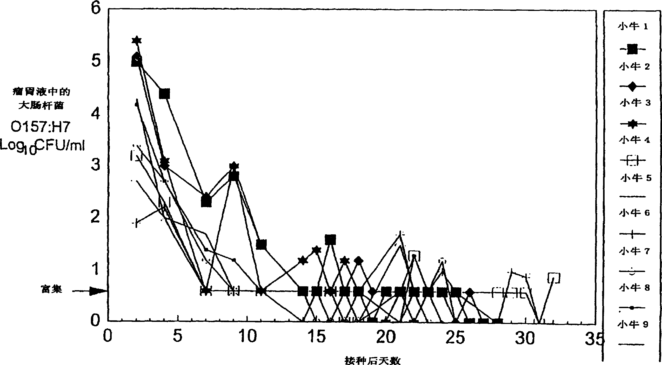 Control of enterohemorrhagic E Coli 0157:H7 of cattle with probiotic bacteria