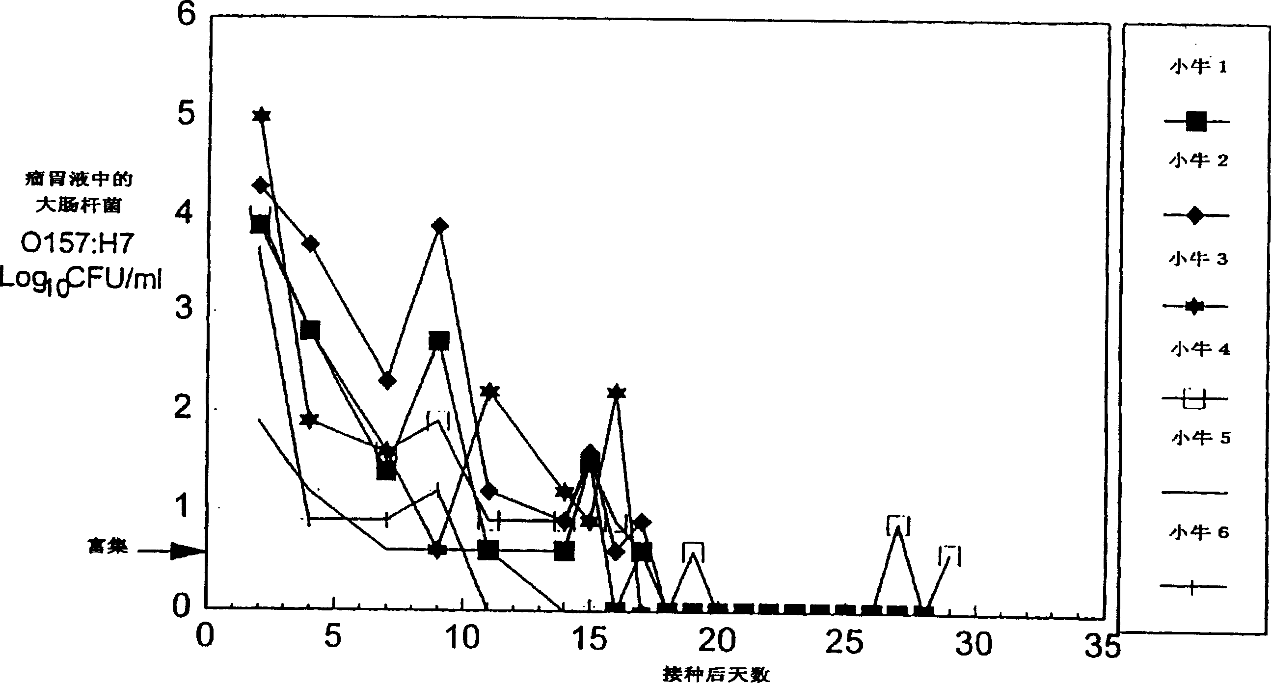 Control of enterohemorrhagic E Coli 0157:H7 of cattle with probiotic bacteria