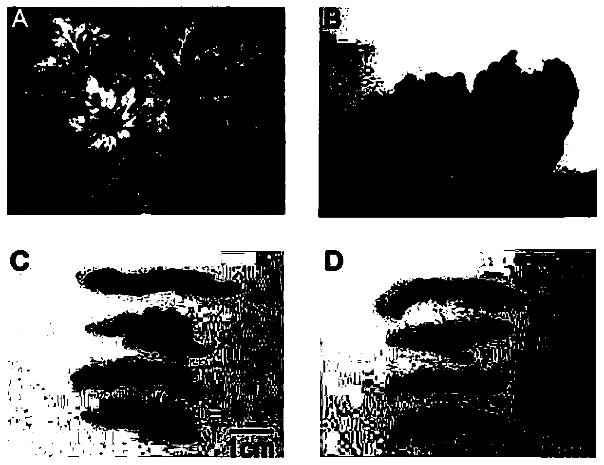 Method for detecting HPLC fingerprint spectrum of wine steamed coptidis rhizoma
