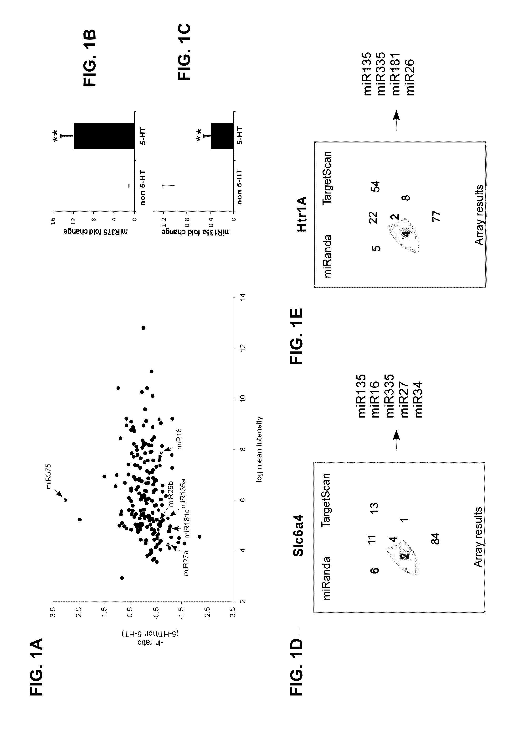 Micro-rnas and compositions comprising same for the treatment and diagnosis of serotonin-, adrenalin-, noradrenalin-, glutamate-, and corticotropin-releasing hormone- associated medical conditionsnoradreanlin-, glutamate-, and corticotropin releasing hormone- associated medical conditions