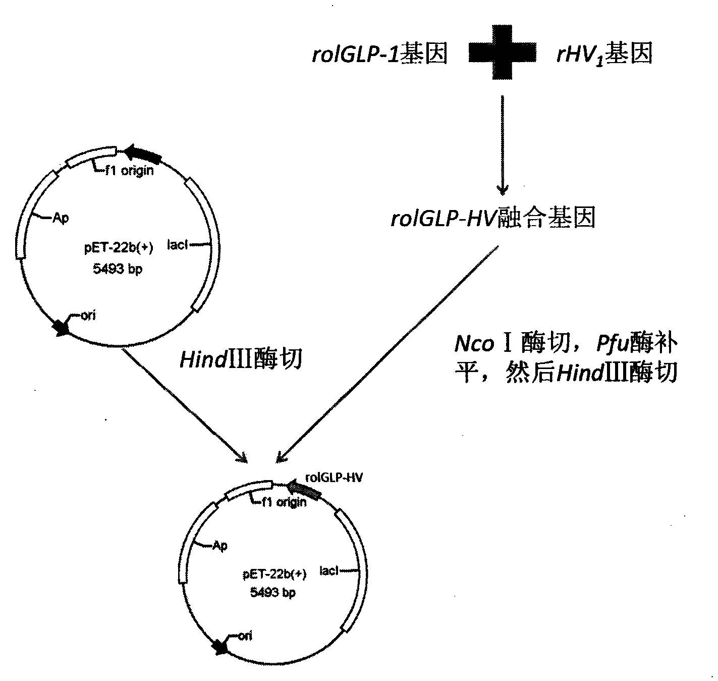 Construction method and application technology of rolGLP-HV engineering bacterium