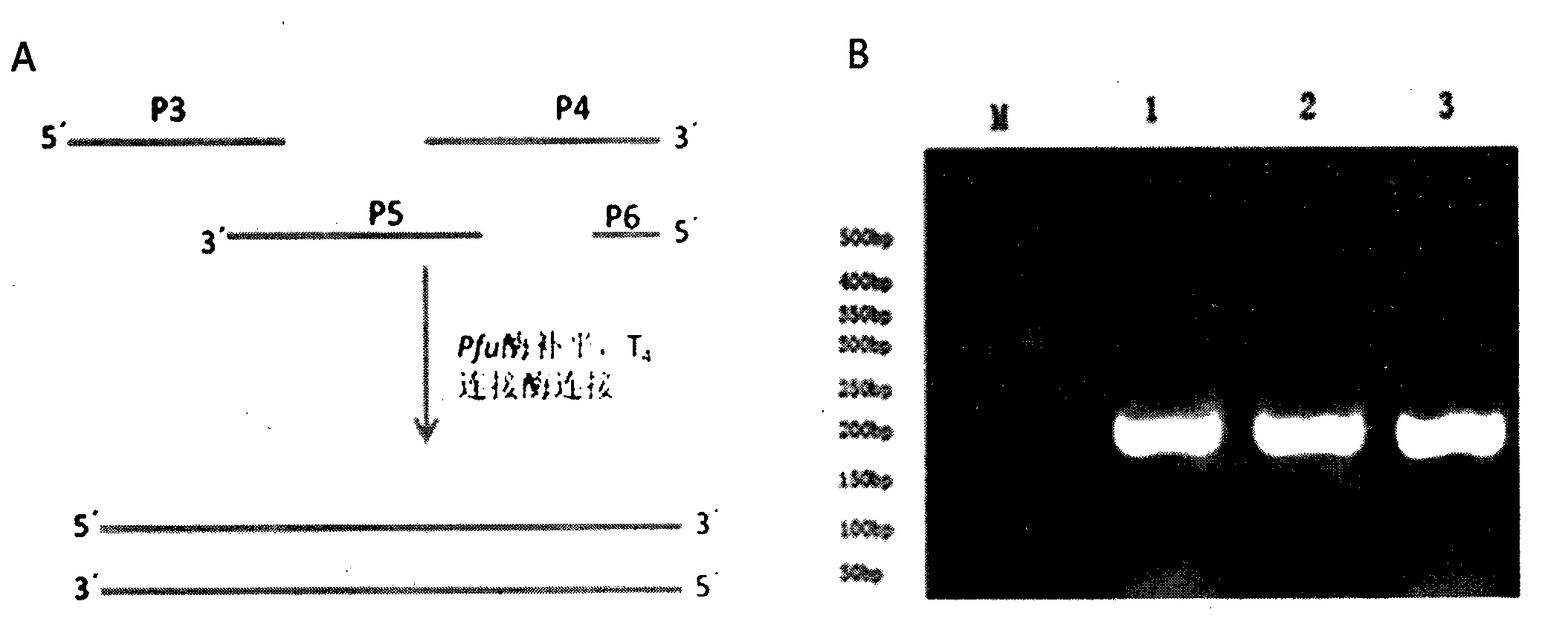 Construction method and application technology of rolGLP-HV engineering bacterium