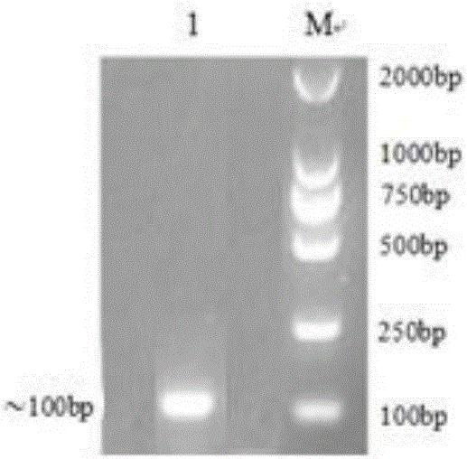 Yeast expressed chicken antibacterial peptide Cathelicidin 2 and preparation method and application thereof