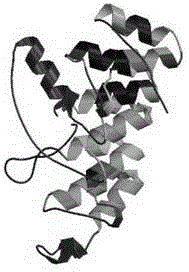 Serratia marcescens anchorin duplicon and use thereof