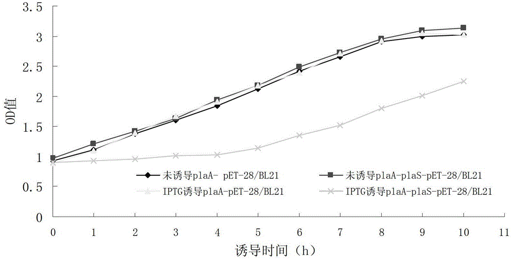 Serratia marcescens anchorin duplicon and use thereof