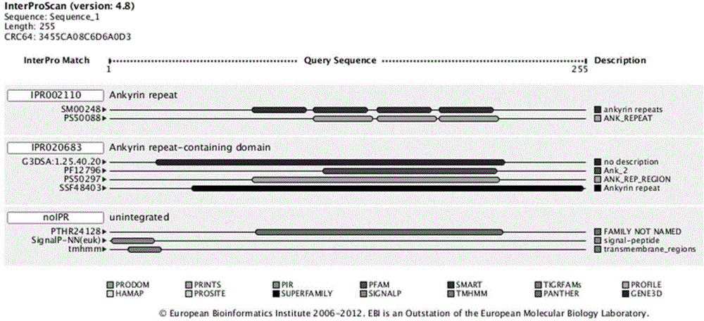 Serratia marcescens anchorin duplicon and use thereof