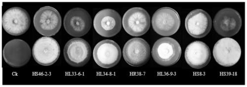 Huperzia serrata endophytic fungus resisting Botrytis cinerea and application of fungus