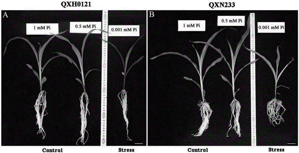 Screening and identification method of salt tolerance of corns at seedling stage