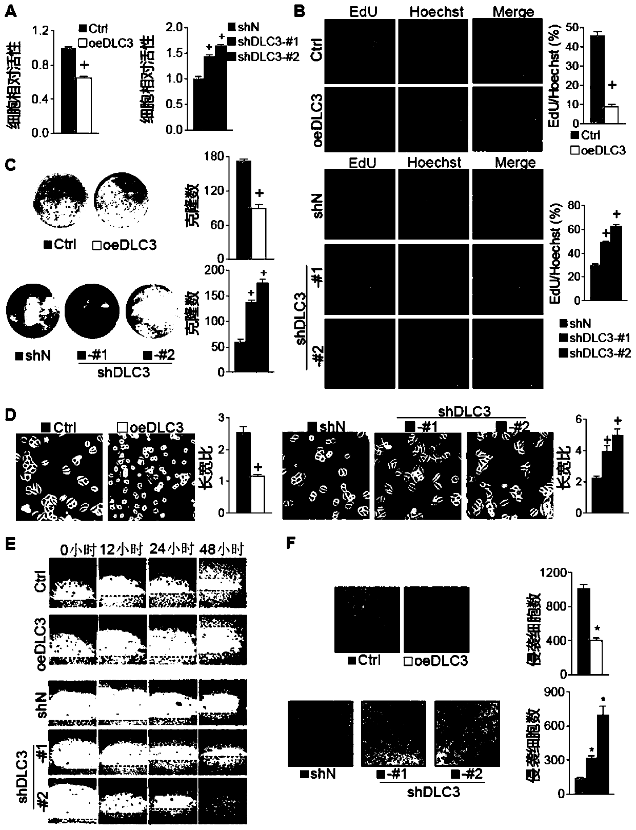 Use of DLC3 for preparation of drug for targeted treatment of gastric cancer