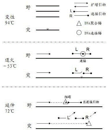 Method and kit for sensitively detecting human EGFR (epidermal growth factor receptor) gene mutation on basis of Sanger sequencing
