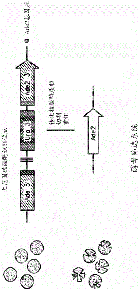 Compositions and methods comprising sequences having meganuclease activity