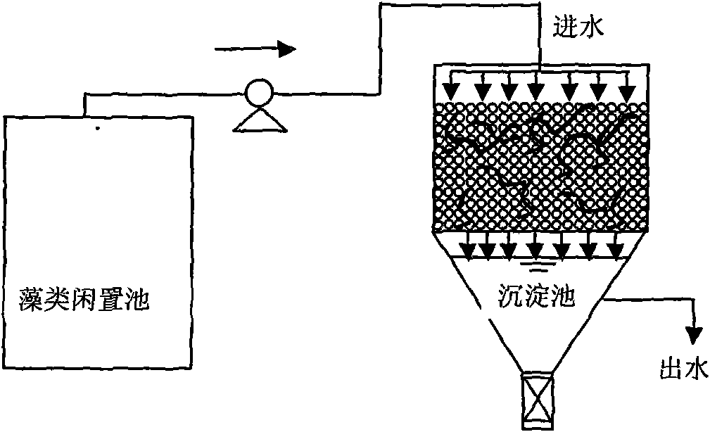 Method for removing algae in water by using earthworms