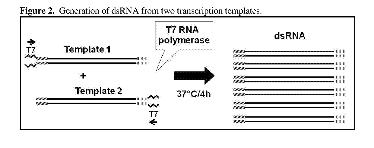 Copi coatomer gamma subunit nucleic acid molecules that confer resistance to coleopteran and hemipteran pests