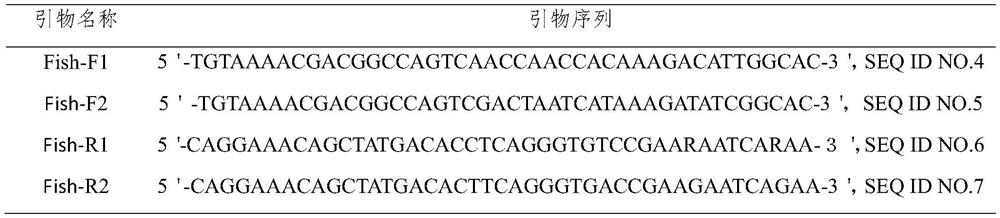 Molecular marker for identifying Clupanodon thrissa and Konosirus punctatus based on mitochondrial COI gene and application of the molecular marker