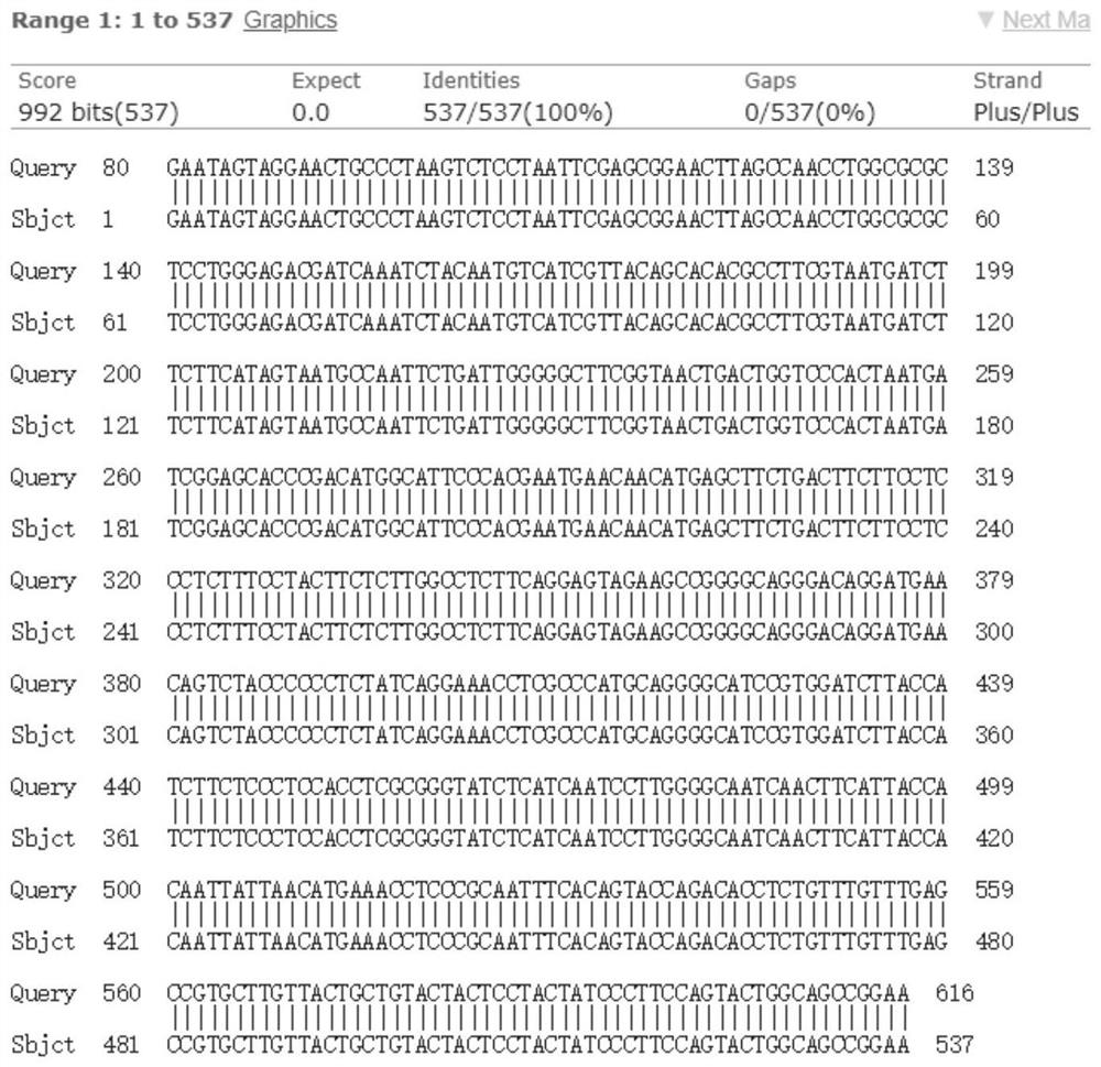 Molecular marker for identifying Clupanodon thrissa and Konosirus punctatus based on mitochondrial COI gene and application of the molecular marker