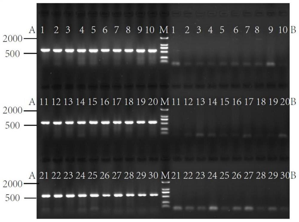 Molecular marker for identifying Clupanodon thrissa and Konosirus punctatus based on mitochondrial COI gene and application of the molecular marker