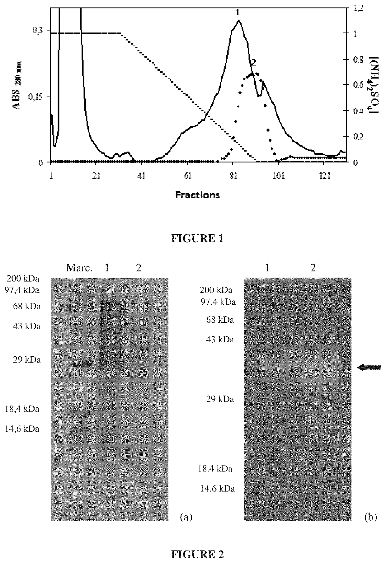 Alpha amylase mutant inhibitors isolated from phaseolus vulgaris with properties of controlling insect pests, compositions containing such mutants, and method of using thereof